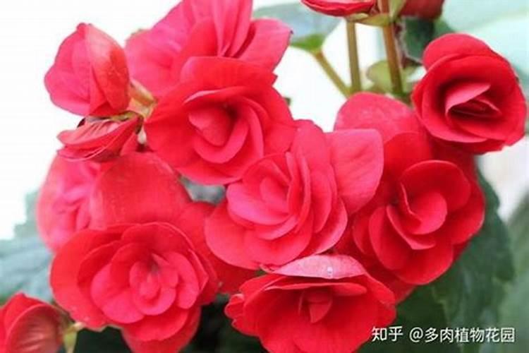 钾肥的制作原料