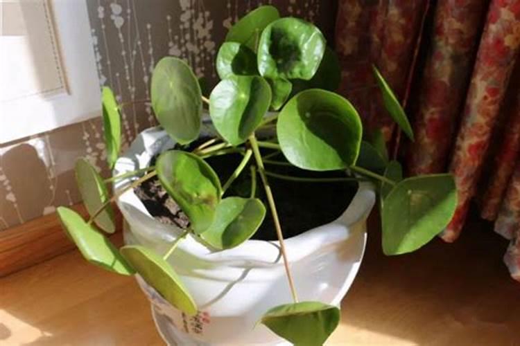 什么花不用施肥