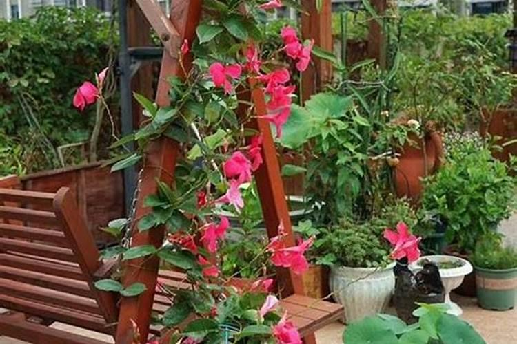 在屋里养什么花好