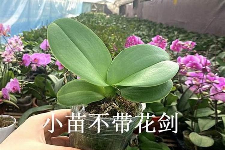 德国康朴钙镁硼锌叶面肥怎么样