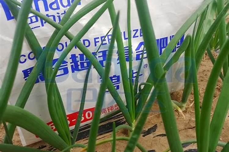 种韭菜施什么肥好