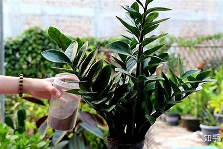 芹菜缺硼、缺钙的原因有哪些？芹菜专用肥用哪家可以高产？