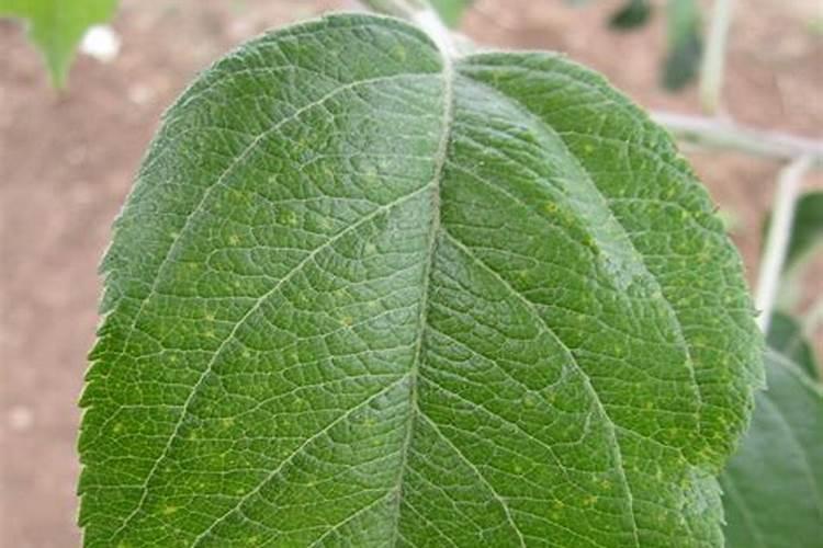 什么肥料磷肥含量高