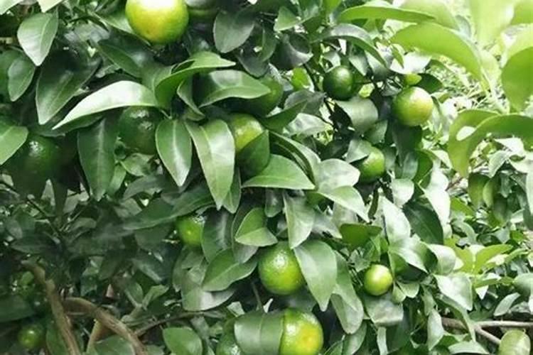 磷肥一般含磷量多少