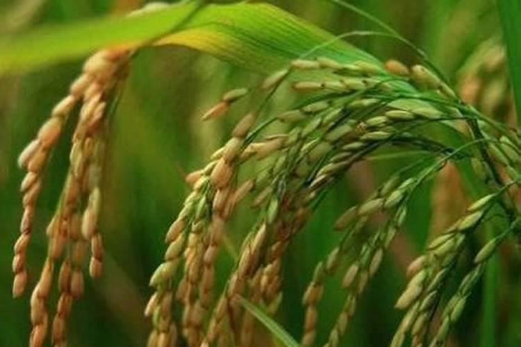 种土豆用什么肥料最好