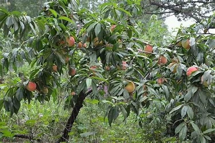 两棵大樱桃树遭受药害叶子已经枯黄无法喷施芸苔素解毒,可以用芸苔素...