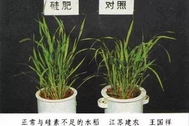 水稻红线虫用什么药