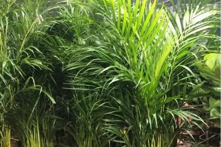 复合肥种菜如何使用