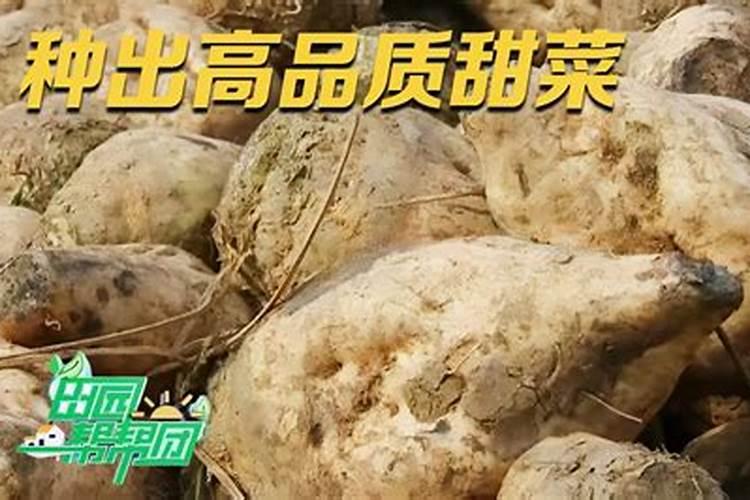 柚子增甜用哪种肥料效果好？柚子膨果用调色师叶面肥!