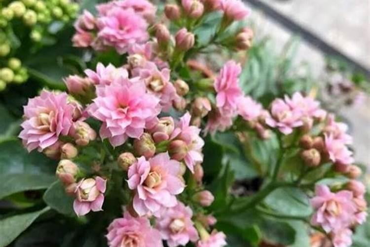 长寿花怎样施磷酸二氢钾
