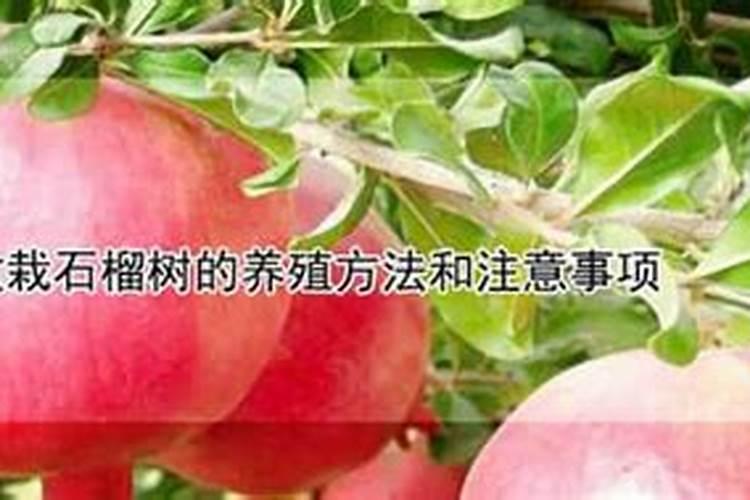 盆栽石榴叶子发黄掉落怎么办？