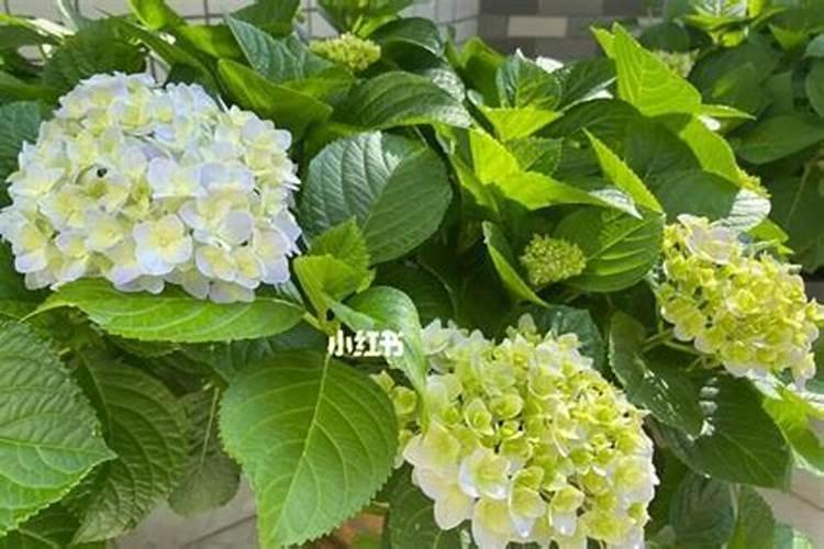 无尽夏叶子枯萎怎么办？