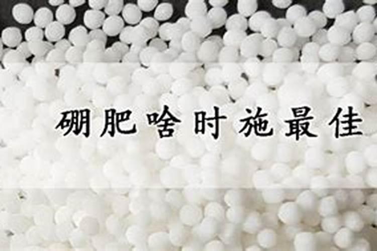 硼肥啥时施最佳
