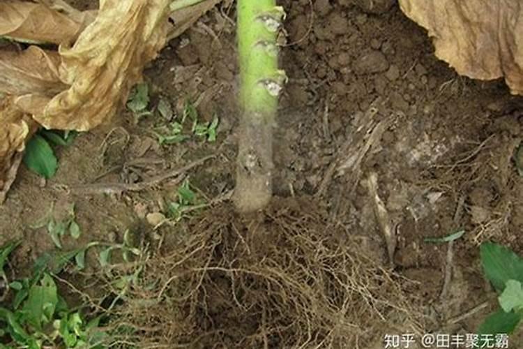 烟叶种植的技术和方法有什么 这三点要注意好!