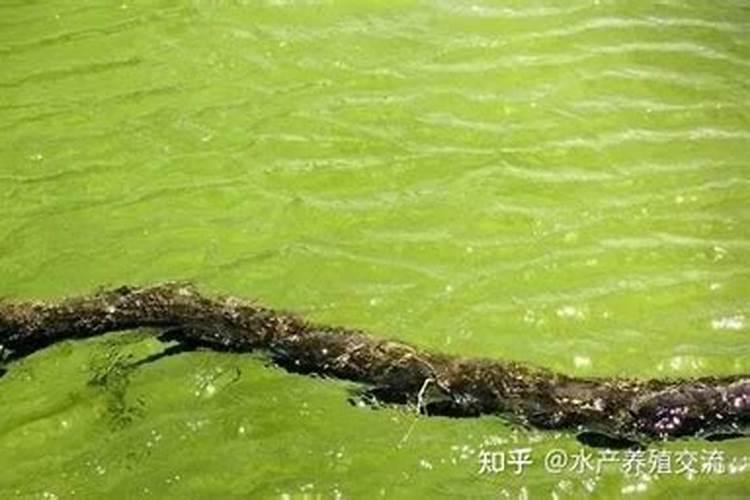 速溶硼溶解度是多少？