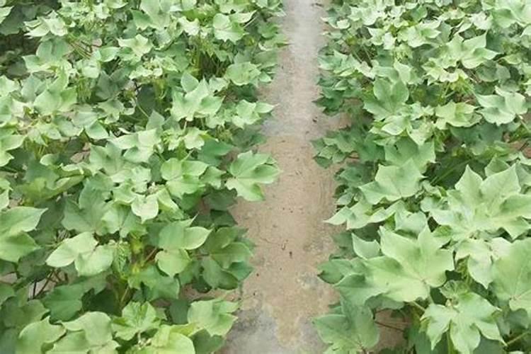 钼硼肥在棉花上的作用？