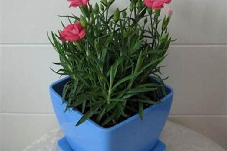 康乃馨怎么施肥？