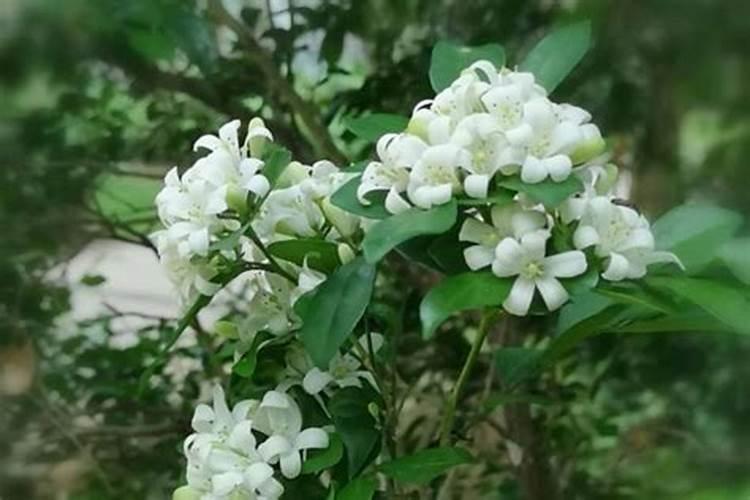 多肉黑法师怎么施肥,4个步骤教你施出美丽的黑法师