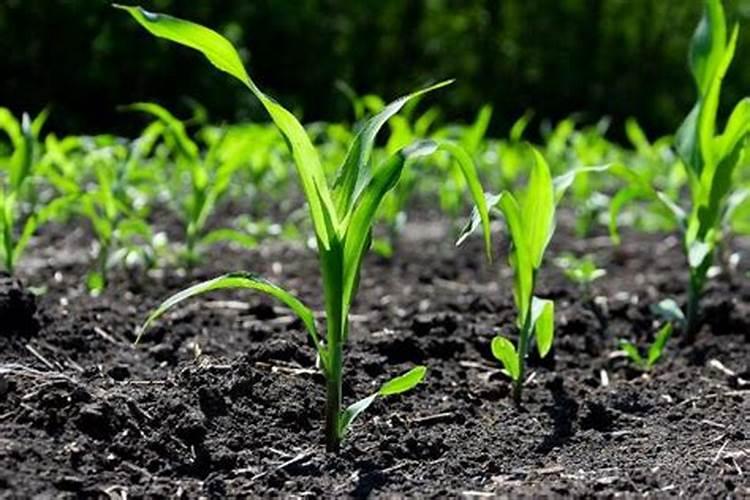 多晶硅和稀土的区别