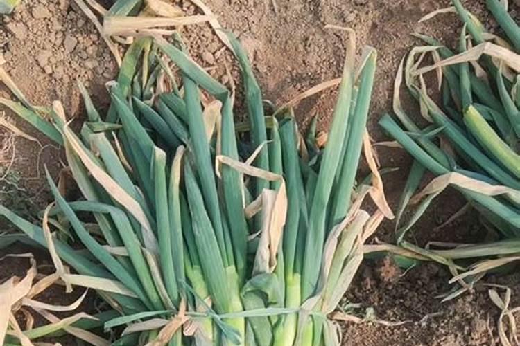 花生烂果如何防治