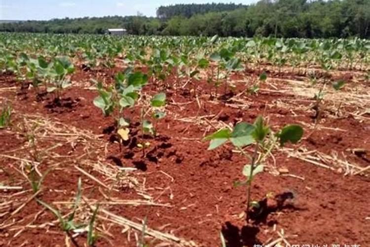 海茴香植物精粹干细胞是什么