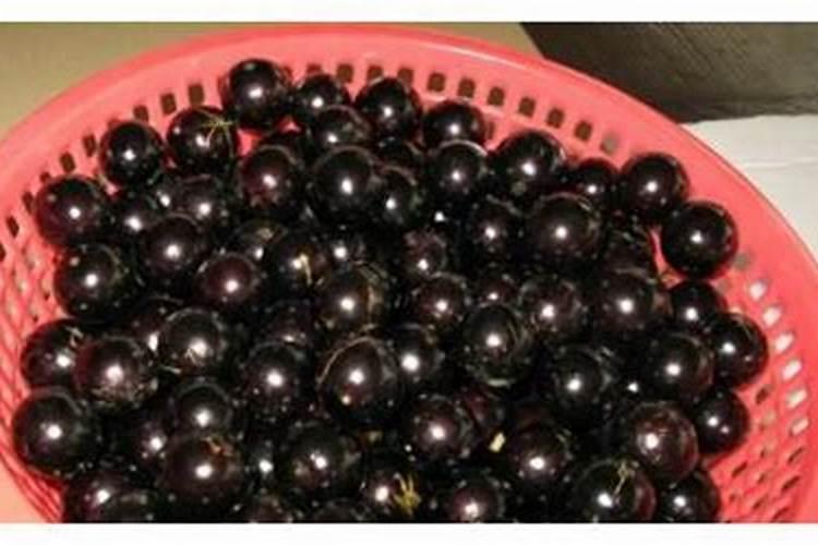 柑橘谢花后需要马上施肥吗