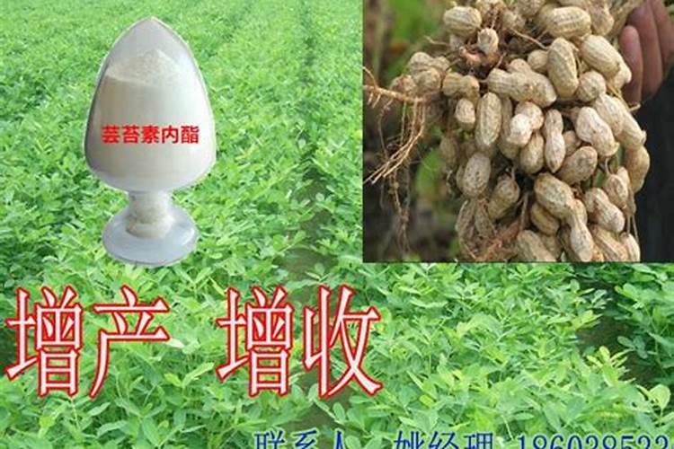 花生盛花期可以喷施28芸苔素内酯吗？