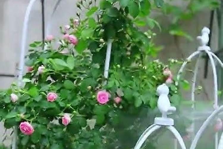 月季如何施磷酸二氢钾