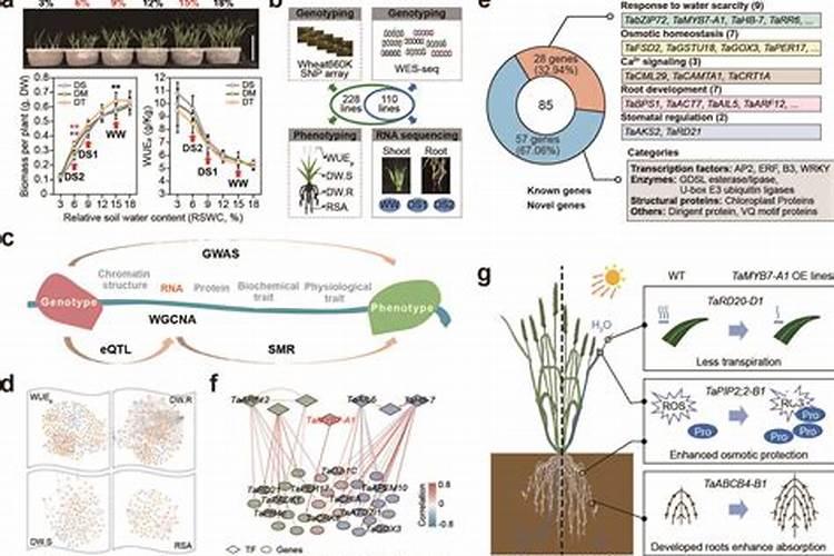 四川沃野生物科技有限公司生产的根之神复混肥料效果怎么样？