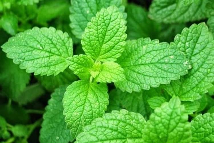 大蒜现在用什么水溶肥？