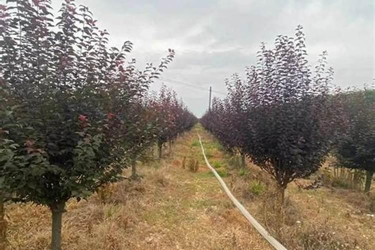 常用的肥料有哪些 常用的肥料到底有哪些