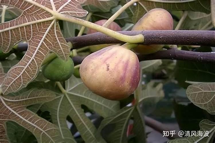 无花果树被盐水浸了怎么才能救活呢？