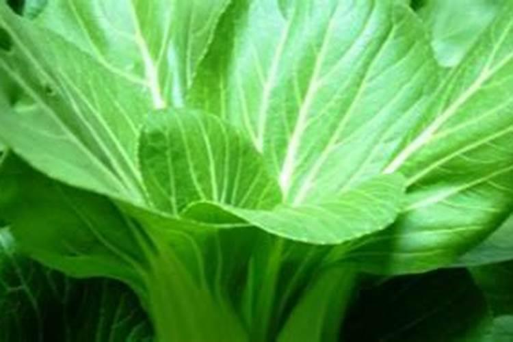 芸苔素用多了对植物有影响吗