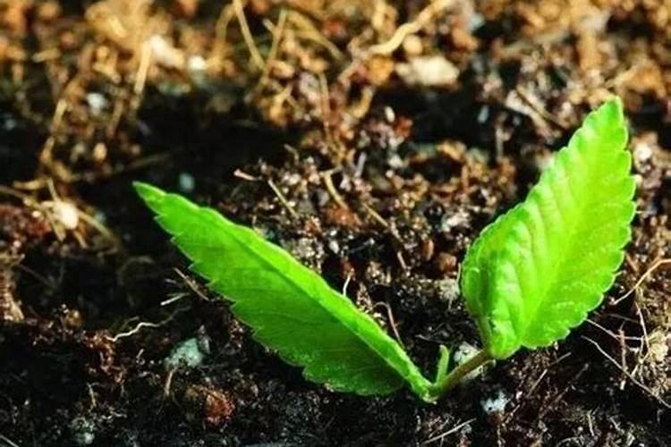 茄子最忌什么肥料和水施肥
