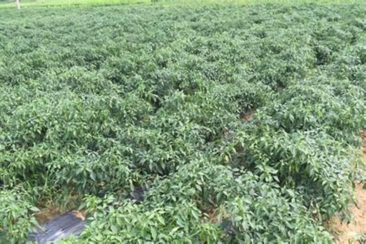 芭田水溶肥和红牛水溶肥哪个好？