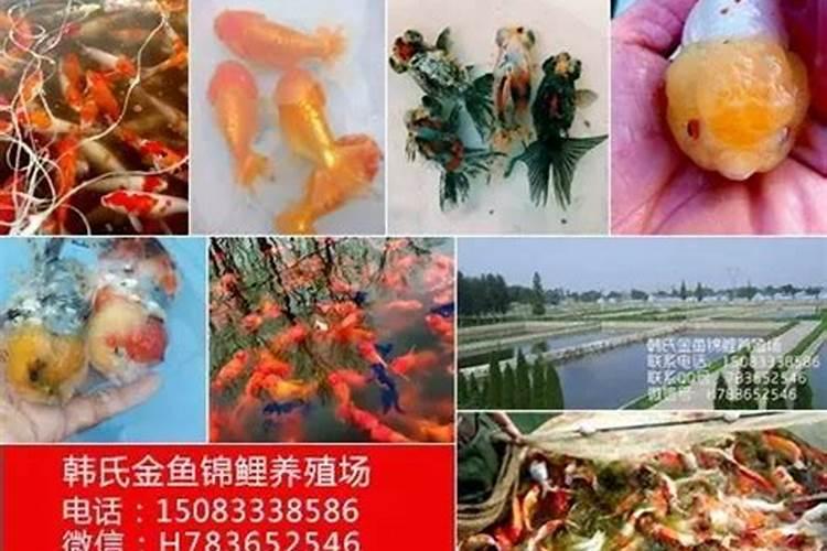 水稻分蘖肥用什么比例的复合肥好