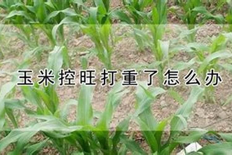 打了玉米控旺要10天可以打叶面肥吗？