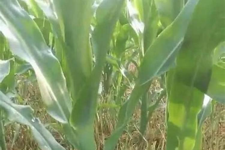 玉米控旺最佳时间是多少叶片