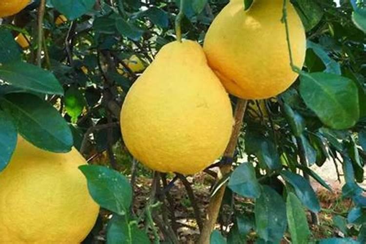 柚子树种植的具体流程是什么