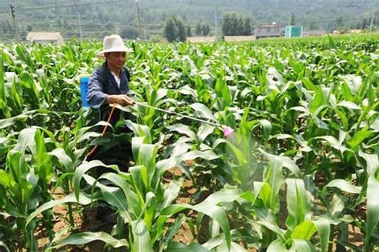 雨水多玉米打控旺后过几天再打点磷酸二氢钾用量多少好