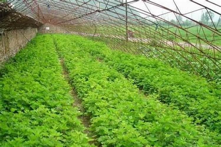 芹菜怎么施肥长得更好