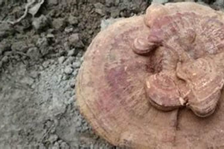 什么是磷肥 天然的磷钾肥有哪些