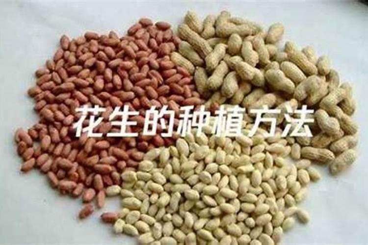 花生的种植方法