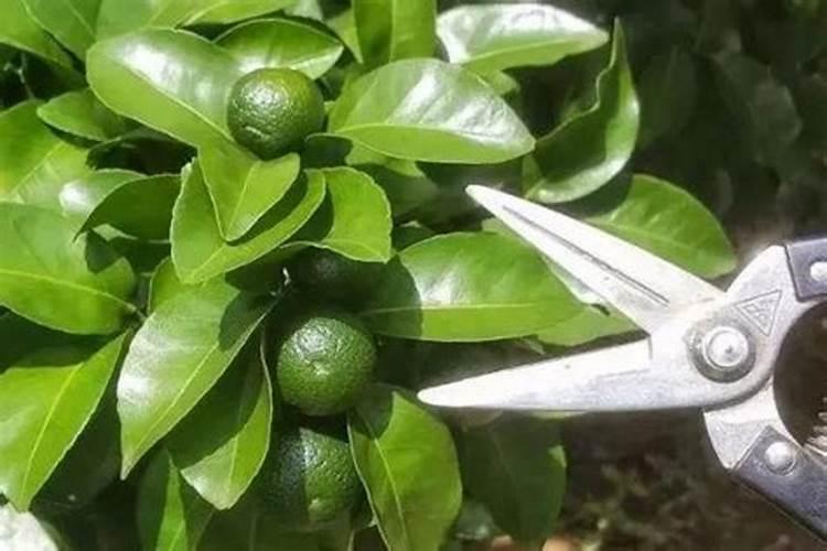 下雨时可以给果树散水溶肥吗？