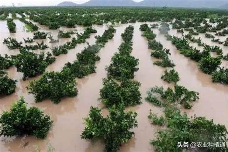 夏季柑橘杀菌剂耐雨水冲刷的有哪些