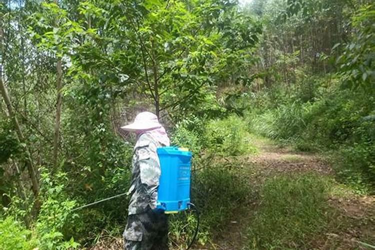 桉树施什么牌的肥料最好