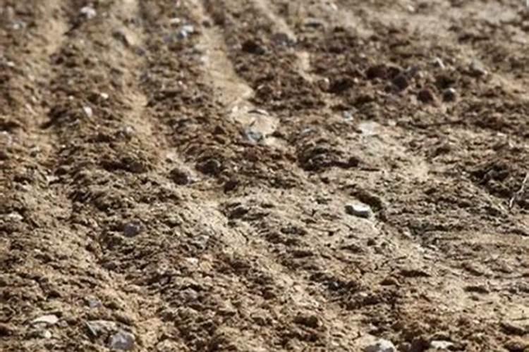 桃树干旱多久会死