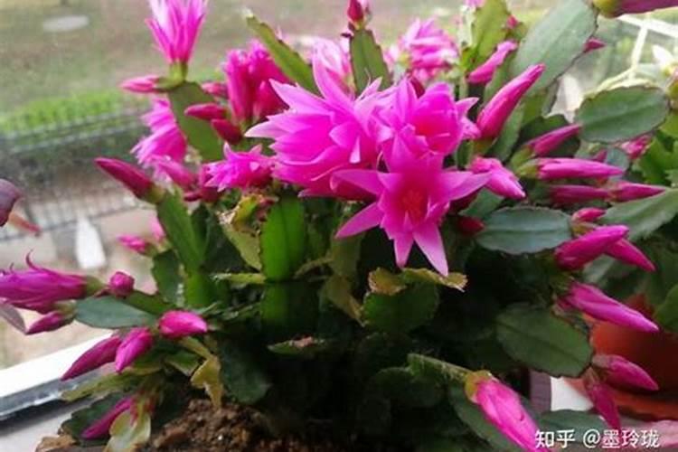 草木灰适合养什么花