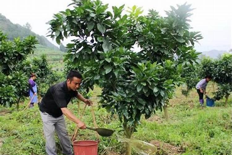 金枝玉叶怎么养才好