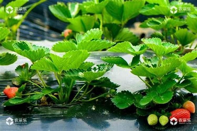 大棚草莓苗什么时候控旺最好(草莓结果期怎么控旺管理)